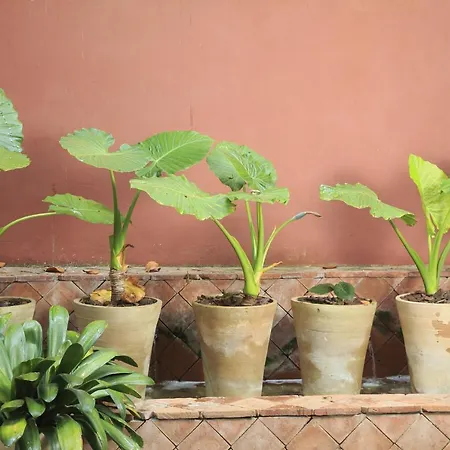 Napoleon Hotel Mentona