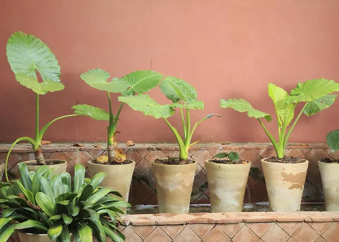 Napoleon Hotell Menton